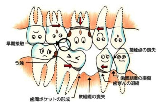 正しい歯並びの基本